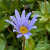 ブルーデージー,ワイルドストロベリー,꒰ღ˘◡˘ற꒱かわゅ~,花のある暮らし,屋上ガーデニングの画像