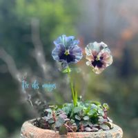 パンジー・ビオラ,パンジー フェデネージュ,フェデネージュ 積みわら,寄せ植え,ナチュラルガーデンの画像