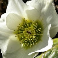 クリスマスローズ,クリスマスローズ,椎茸,ハクサイ,ダイコンの画像