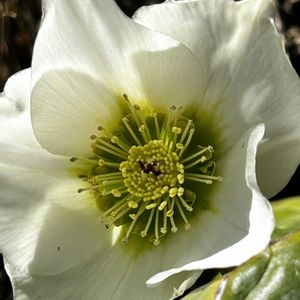 クリスマスローズ,クリスマスローズ,椎茸,ハクサイ,ダイコンの画像