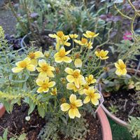 ウインターコスモス,ガイラルディア,ガザニア,キュンキュン乙女倶楽部,ちっちゃいものクラブの画像