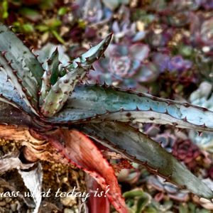 多肉植物,多肉大好き,アロエ属,放置栽培,多肉女子の画像