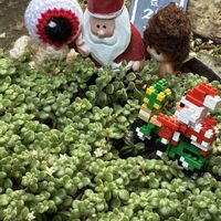 アロマティカス,ブロウメアナ,アロマティカス　ライムシャワー,いやされる,GSのみなさんに感謝♡の画像