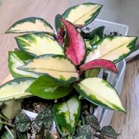 ホヤ・カルノーサ,ホヤ・カルノーサ・トリカラー,ホヤの画像