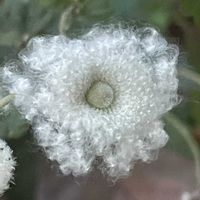 秋明菊,秋明菊の綿毛,がんばれ♡,ふわっふわ,けーpic祭の画像