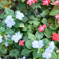 インパチェンス,鮮やか ,カラフル,Kays_gardenの画像