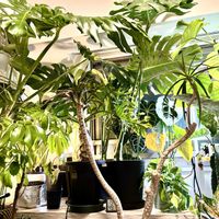 アンスリウム,ドラセナ,モンステラ,アグラオネマ,ウンベラータの画像