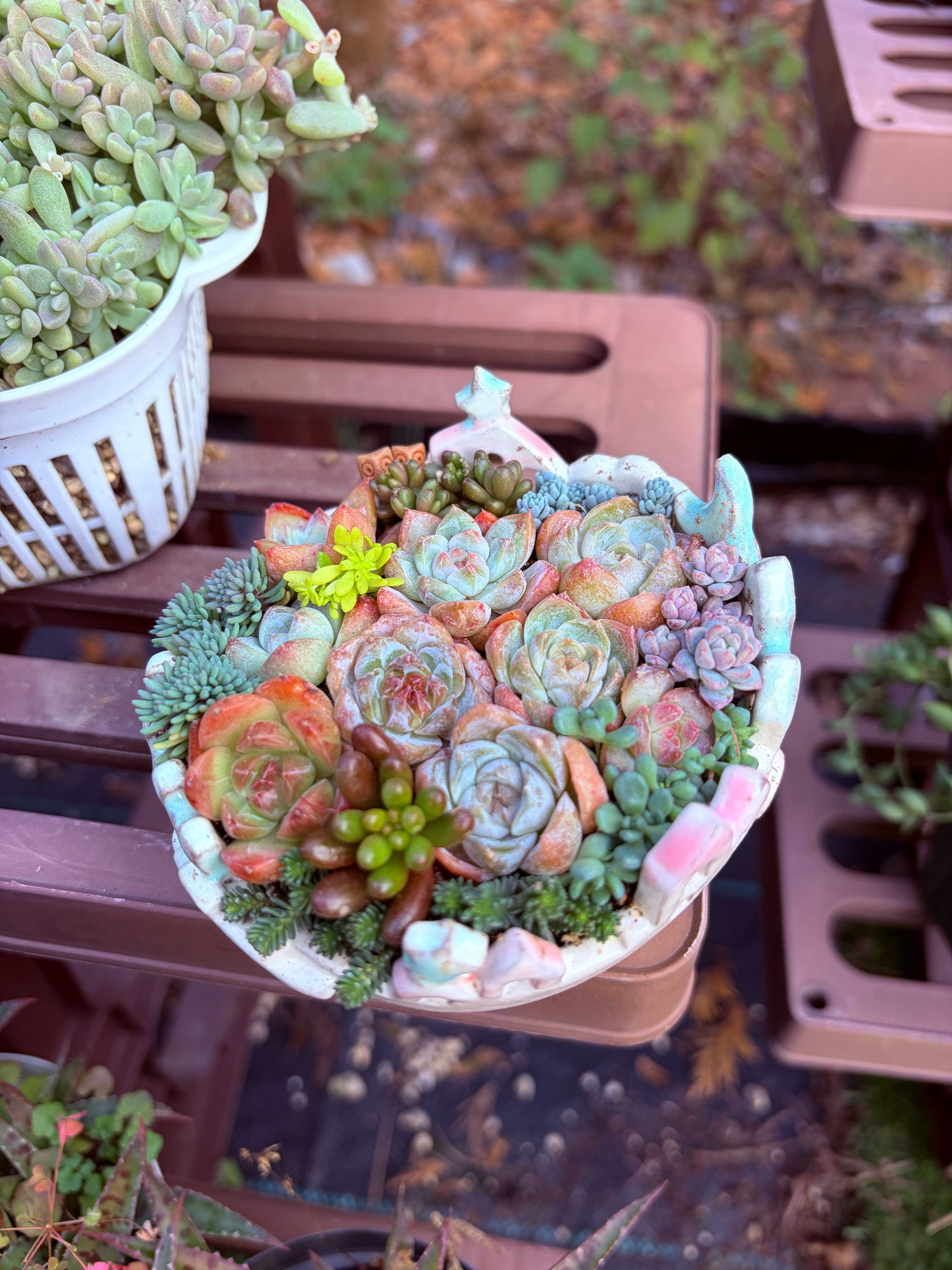 ちまちま寄せの投稿画像一覧｜🍀GreenSnap（グリーンスナップ）