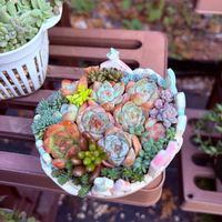 Atelier 陶ya,多肉寄せ植え,ちまちま寄せ,花友フェスタの画像