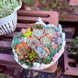 Atelier 陶ya,多肉寄せ植え,ちまちま寄せ,花友フェスタの画像