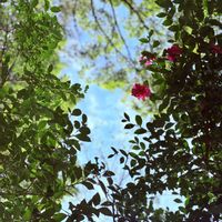 サザンカ,サンシュユ,ナンテン,イロハモミジ,ハゼノキの画像