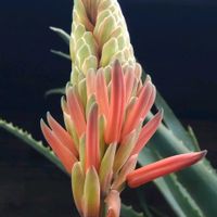 鉢植え,ガーデニング,サボテンの花,植木,散策の画像