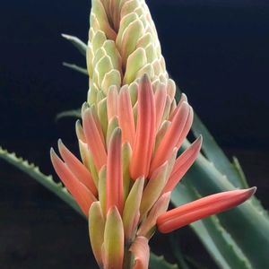 鉢植え,ガーデニング,サボテンの花,植木,散策の画像