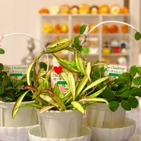 ホヤ・カルノーサの画像