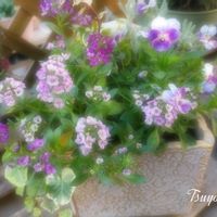 アリッサム,サントリナ,ヘデラ 雪ほたる,パンビオ寄せ植え,ビオレッタ　しずくの画像