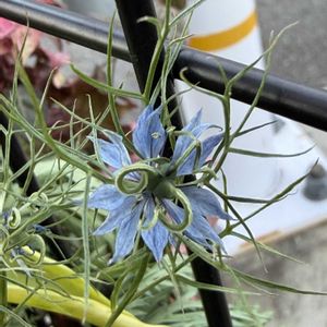 プランター,冬にニゲラ開花,こぼれ種ニゲラの画像