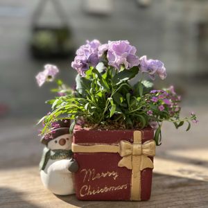 アリッサム ピンク,プチトリアノン・ローランサングレー,寄せ植え,ガーデニング,今日の一枚の画像