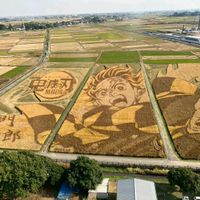 いね,田んぼ,コノフィツム マウガニー,コノフィツムミニマム,多肉植物の画像