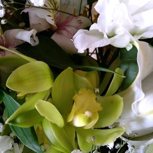 シンビジウム,シンビジウム,昨夜のお月様◑,リンゴ(なかののきらめき),花言葉の画像