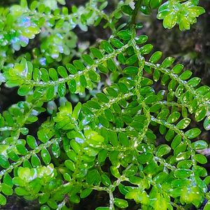 セラギネラ,,観葉植物,テラリウム,コケリウムの画像