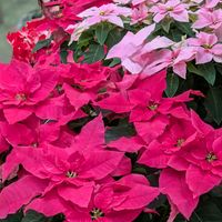 トルコキキョウ,ネメシア,レウィシア,パンジー,プリンセチアの画像