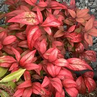 サクラ,サクラ,ドウダンツツジ,ドウダンツツジ,ハツユキカズラの画像