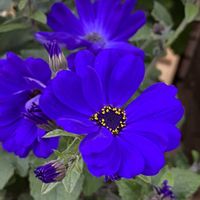 サイネリア,サイネリア,ナンキンハゼ,ナンキンハゼ,今日のお花の画像