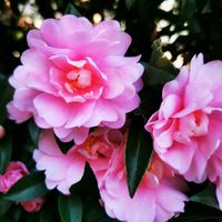 サザンカ,サザンカ,ススキ,ヤツデ,リュウノウギクの画像