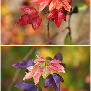 サイネリア,サイネリア,トウカエデ,トウカエデ,苔(コケ)の画像