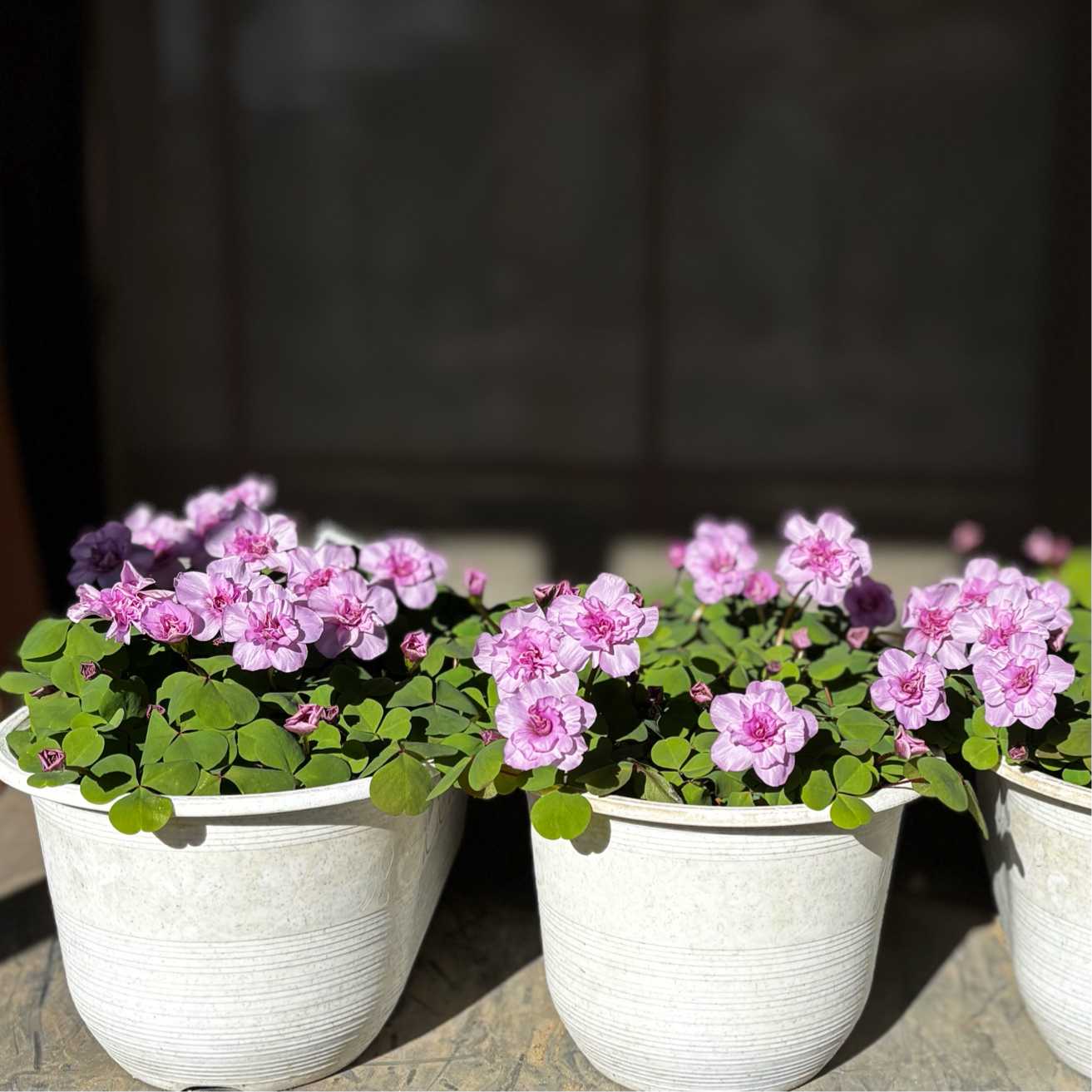 【根子様】おまとめページ^o^ 子育てサポートセンターチューリップ｜事業所｜社会福祉法人グリーンコープ