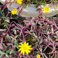 グリーンネックレス,グリーンネックレス,トラデスカンチア,トラデスカンチア,ハボタンの画像