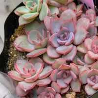 寄せ植え,多肉植物,リメ缶,多肉寄せ植え,リメ鉢の画像