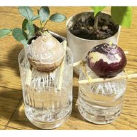 ヒヤシンス,水耕栽培,球根の画像