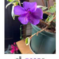 ノボタン,可愛らしい,花のある暮らし,玄関内側の画像