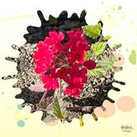 バーベナ,鮮やか ,ウォーキングの楽しみの画像