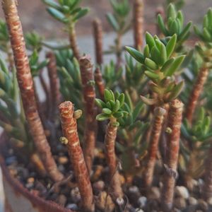 カメレオン,多肉植物,子株,普及種,セダム属の画像