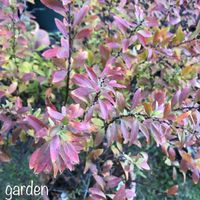 ユキヤナギ,紅葉,花のある暮らし,植中毒,小さい庭の画像