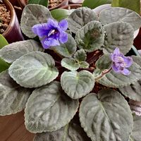 セントポーリア,セントポーリア,セントポーリア,セントポーリア,セントポーリア ステファニーの画像