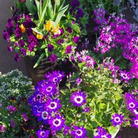 サイネリア,チューリップ,シネラリア,シネラリア,サイネリア(シネラリア)の画像