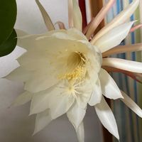 月下美人,月下美人,室内,白い貴婦人✨の画像