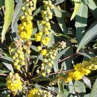 ヒイラギナンテン,お出かけ先の画像