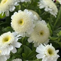 マトリカリア,マトリカリア,フランス小菊（マトリカリア）,白い花,花のある暮らしの画像