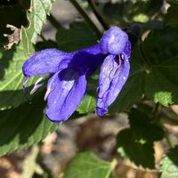 サルビア,サルビア,優しい気持ち,繋がりに感謝✨,今日も笑顔で♡の画像