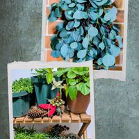 ペペロミア,ビアホップ ,フィロデンドロン オキシカルジウム,ユーカリポポラス,フィロデンドロン・ブラジルの画像