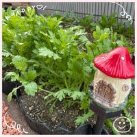 春菊,紅葉（こうよう）, ビカクシダ,復興祈願,茨城県植物園の画像