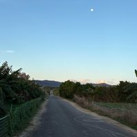 ススキ,バナナ,ブーゲンビリア,モクマオウ,バナナの木の画像