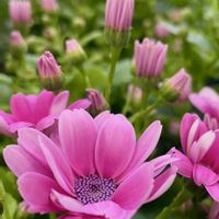 キンギョソウ,サイネリア,サザンカ,シクラメン,アベリアの画像