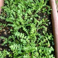 キク,キク,ネモフィラ,リナリア,シレネ ピンクパンサーの画像