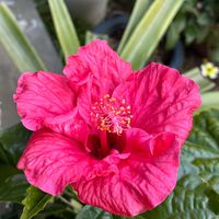 シュウメイギク,ハイビスカス,ペチュニア　シェイクの画像