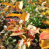 アジサイ,イタドリ,ヨモギ,サオトメバナ（ヘクソカズラ）,お出掛け先の画像